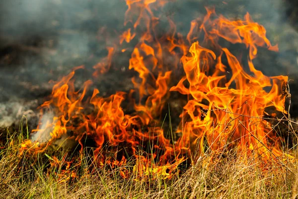 Altes Trockenes Gras Garten Verbrennen Flammendes Trockenes Gras Auf Einem — Stockfoto