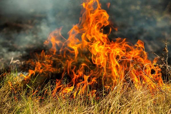 Bränner Gammalt Torrt Gräs Trädgården Flammande Torrt Gräs Ett Fält — Stockfoto