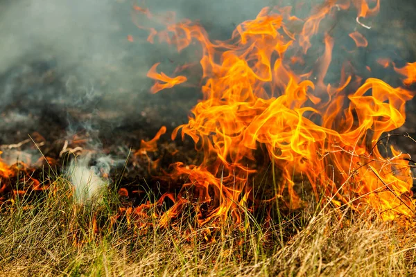 Altes Trockenes Gras Garten Verbrennen Flammendes Trockenes Gras Auf Einem — Stockfoto