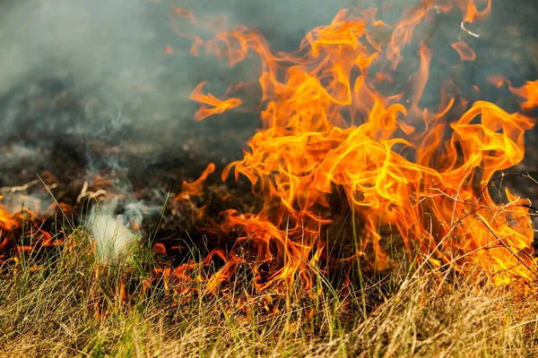 Bränner Gammalt Torrt Gräs Trädgården Flammande Torrt Gräs Ett Fält — Stockfoto