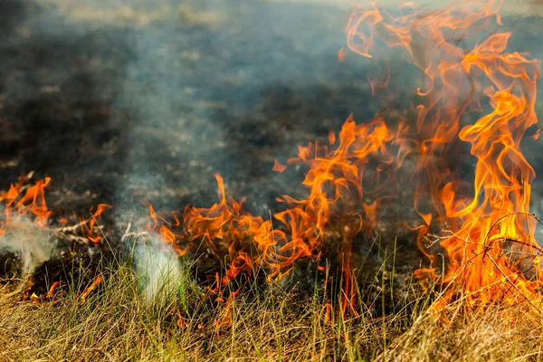 Bruciando Vecchia Erba Secca Giardino Erba Secca Fiammeggiante Campo Incendio — Foto Stock