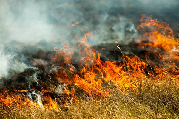 在花园里烧干枯的老草 在田里放火烧干草 森林大火 稻田被农民烧掉了 外地的火灾 — 图库照片