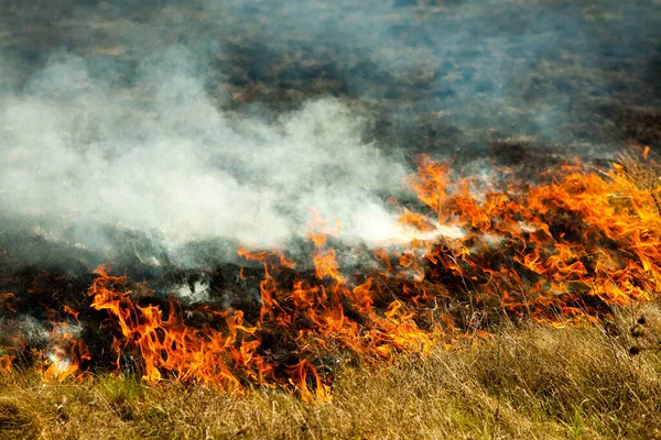 Palenie Starej Suchej Trawy Ogrodzie Płonąca Sucha Trawa Polu Pożar — Zdjęcie stockowe