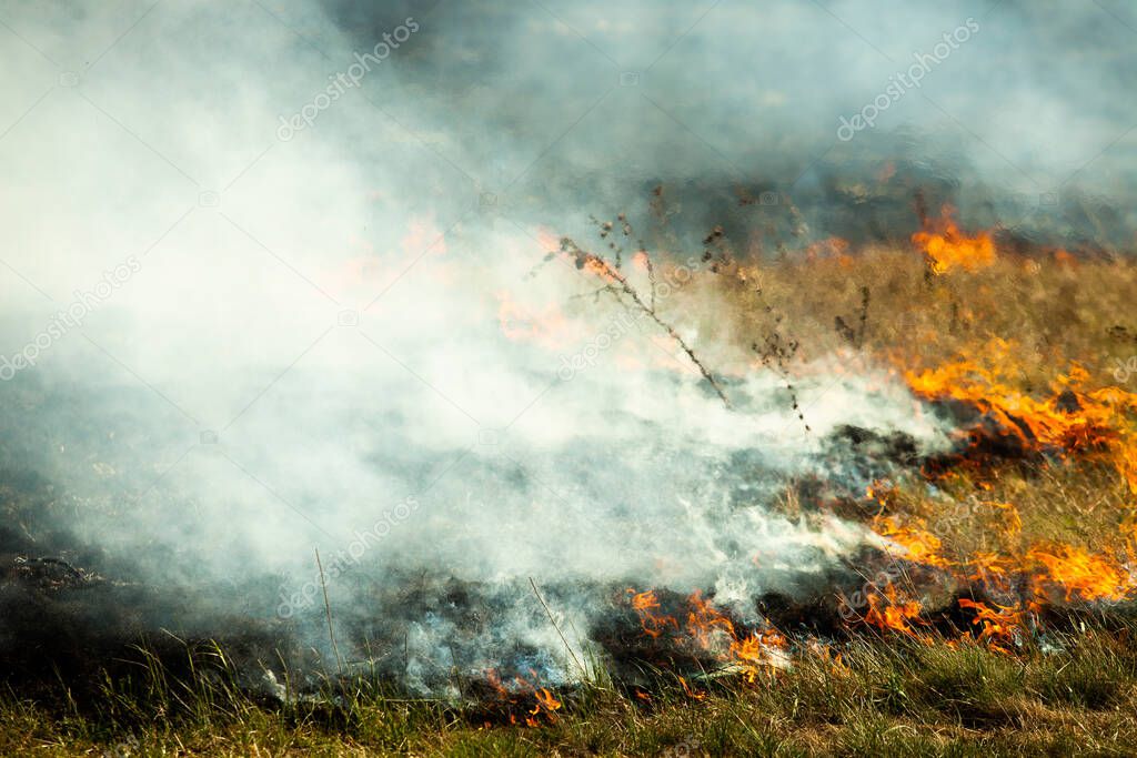 Burning old dry grass in garden. Flaming dry grass on a field. Forest fire. Stubble field is burned by farmer. Fire in the Field.