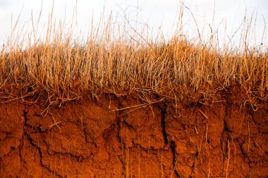 Toprakta çapraz kesit. Kahverengi tarım toprağının dokusu. Toprak dokusu kuraklık yüzünden kurumuş. Toprak dokusu arkaplanı.