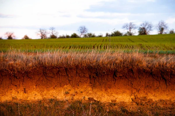 Cross-section in the soil. Texture of brown agricultural soil. Texture of land dried up by drought. Soil texture background.