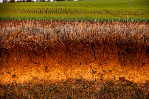 Cross-section in the soil. Texture of brown agricultural soil. Texture of land dried up by drought. Soil texture background.