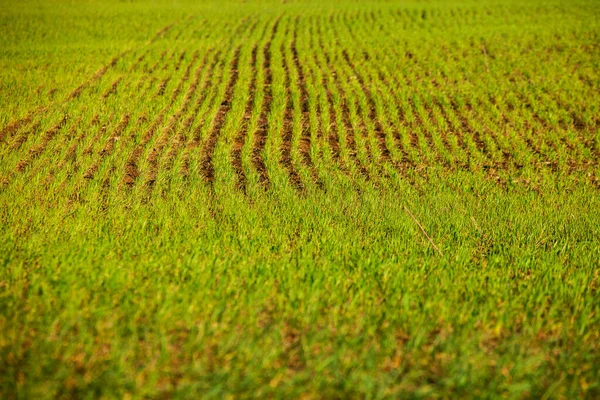 Campo Verde Cielo Azzurro Erba Sullo Sfondo Primaverile Cereali Agricoli — Foto Stock