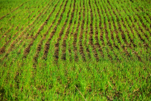 Yeşil Tarla Mavi Gökyüzü Bahar Arka Planında Çimenler Tarımsal Tahıllar — Stok fotoğraf