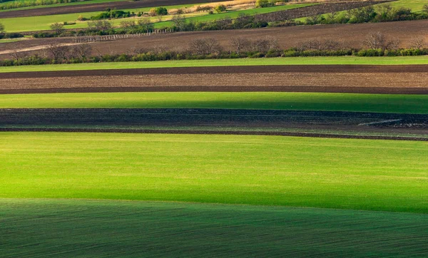 Campo Verde Cielo Azzurro Erba Sullo Sfondo Primaverile Cereali Agricoli — Foto Stock