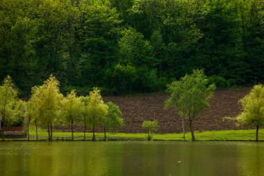 Yeşil çayırdaki bir grup ağaç. Yeşil çimenler ve mavi gökyüzü yaz gününde. Resmi parktaki ağaç sınırı. Moldova Cumhuriyeti 'nin güzel bahar manzarası. Yeşil manzara. Bahar Doğası.
