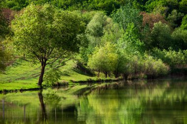 Yeşil çayırdaki bir grup ağaç. Yeşil çimenler ve mavi gökyüzü yaz gününde. Resmi parktaki ağaç sınırı. Moldova Cumhuriyeti 'nin güzel bahar manzarası. Yeşil manzara. Bahar Doğası.