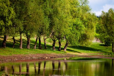 Yeşil çayırdaki bir grup ağaç. Yeşil çimenler ve mavi gökyüzü yaz gününde. Resmi parktaki ağaç sınırı. Moldova Cumhuriyeti 'nin güzel bahar manzarası. Yeşil manzara. Bahar Doğası.