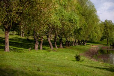 Yeşil çayırdaki bir grup ağaç. Yeşil çimenler ve mavi gökyüzü yaz gününde. Resmi parktaki ağaç sınırı. Moldova Cumhuriyeti 'nin güzel bahar manzarası. Yeşil manzara. Bahar Doğası.