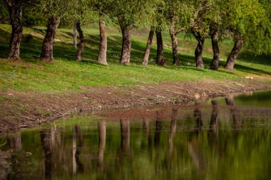 Yeşil çayırdaki bir grup ağaç. Yeşil çimenler ve mavi gökyüzü yaz gününde. Resmi parktaki ağaç sınırı. Moldova Cumhuriyeti 'nin güzel bahar manzarası. Yeşil manzara. Bahar Doğası.
