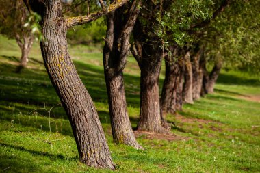 Yeşil çayırdaki bir grup ağaç. Yeşil çimenler ve mavi gökyüzü yaz gününde. Resmi parktaki ağaç sınırı. Moldova Cumhuriyeti 'nin güzel bahar manzarası. Yeşil manzara. Bahar Doğası.