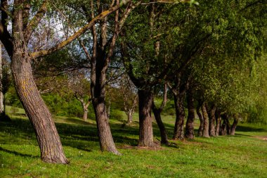 Yeşil çayırdaki bir grup ağaç. Yeşil çimenler ve mavi gökyüzü yaz gününde. Resmi parktaki ağaç sınırı. Moldova Cumhuriyeti 'nin güzel bahar manzarası. Yeşil manzara. Bahar Doğası.