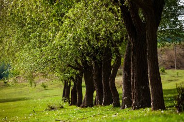 Yeşil çayırdaki bir grup ağaç. Yeşil çimenler ve mavi gökyüzü yaz gününde. Resmi parktaki ağaç sınırı. Moldova Cumhuriyeti 'nin güzel bahar manzarası. Yeşil manzara. Bahar Doğası.