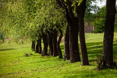 Yeşil çayırdaki bir grup ağaç. Yeşil çimenler ve mavi gökyüzü yaz gününde. Resmi parktaki ağaç sınırı. Moldova Cumhuriyeti 'nin güzel bahar manzarası. Yeşil manzara. Bahar Doğası.