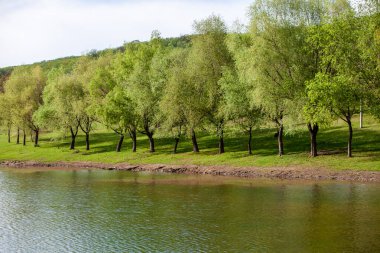 Yeşil çayırdaki bir grup ağaç. Yeşil çimenler ve mavi gökyüzü yaz gününde. Resmi parktaki ağaç sınırı. Moldova Cumhuriyeti 'nin güzel bahar manzarası. Yeşil manzara. Bahar Doğası.