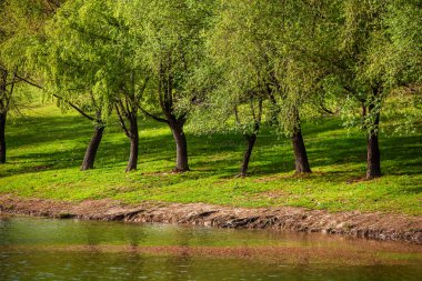 Yeşil çayırdaki bir grup ağaç. Yeşil çimenler ve mavi gökyüzü yaz gününde. Resmi parktaki ağaç sınırı. Moldova Cumhuriyeti 'nin güzel bahar manzarası. Yeşil manzara. Bahar Doğası.