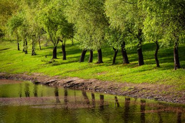 Yeşil çayırdaki bir grup ağaç. Yeşil çimenler ve mavi gökyüzü yaz gününde. Resmi parktaki ağaç sınırı. Moldova Cumhuriyeti 'nin güzel bahar manzarası. Yeşil manzara. Bahar Doğası.