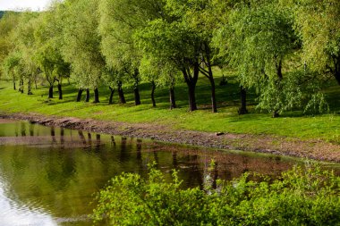 Yeşil çayırdaki bir grup ağaç. Yeşil çimenler ve mavi gökyüzü yaz gününde. Resmi parktaki ağaç sınırı. Moldova Cumhuriyeti 'nin güzel bahar manzarası. Yeşil manzara. Bahar Doğası.