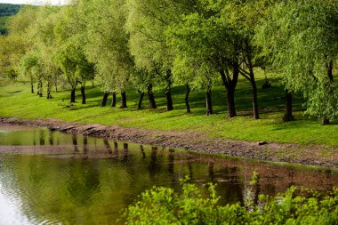 Yeşil çayırdaki bir grup ağaç. Yeşil çimenler ve mavi gökyüzü yaz gününde. Resmi parktaki ağaç sınırı. Moldova Cumhuriyeti 'nin güzel bahar manzarası. Yeşil manzara. Bahar Doğası.