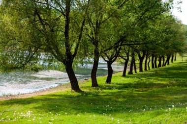 Yeşil çayırdaki bir grup ağaç. Yeşil çimenler ve mavi gökyüzü yaz gününde. Resmi parktaki ağaç sınırı. Moldova Cumhuriyeti 'nin güzel bahar manzarası. Yeşil manzara. Bahar Doğası.