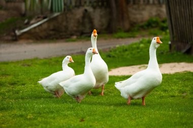 Otlaktaki beyaz evcil kaz sürüsü. Meadow 'daki büyük beyaz kaz. Yeşil çimenlikteki yerli kazlar