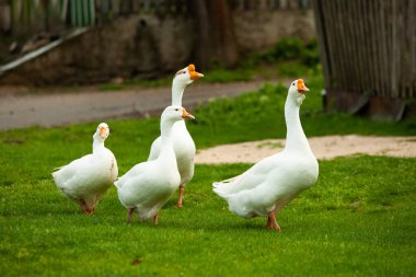 Otlaktaki beyaz evcil kaz sürüsü. Meadow 'daki büyük beyaz kaz. Yeşil çimenlikteki yerli kazlar