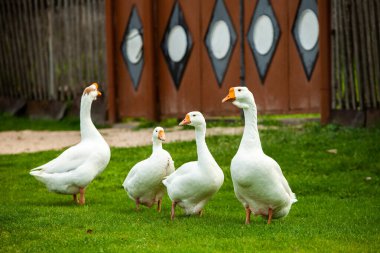 Otlaktaki beyaz evcil kaz sürüsü. Meadow 'daki büyük beyaz kaz. Yeşil çimenlikteki yerli kazlar