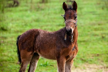 Küçük at. Dört nala koşan küçük bir at. Tay yeşil arka planda çalışır. Küçük şirin bir at. Küçük bebek at tarlada yatıyor.