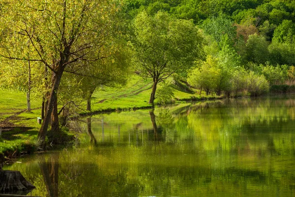 Groupe Arbres Prairie Verte Champ Herbe Verte Ciel Bleu Journée — Photo