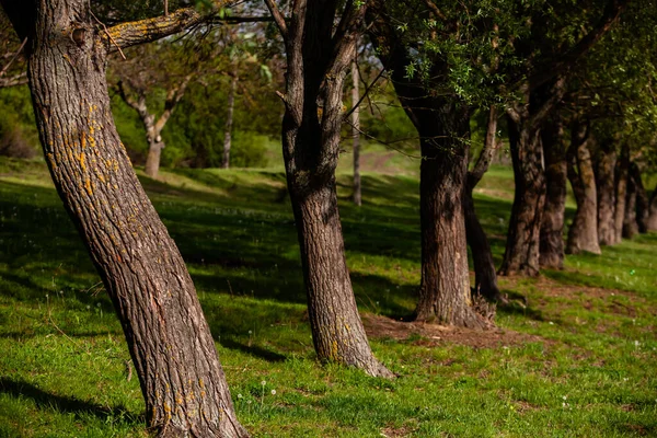 Grupp Träd Vid Den Gröna Ängen Fält Grönt Gräs Och — Stockfoto