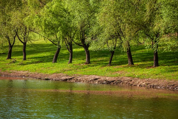 Yeşil çayırdaki bir grup ağaç. Yeşil çimenler ve mavi gökyüzü yaz gününde. Resmi parktaki ağaç sınırı. Moldova Cumhuriyeti 'nin güzel bahar manzarası. Yeşil manzara. Bahar Doğası.