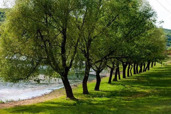 Группа Деревьев Зеленом Лугу Поле Зеленой Травы Голубое Небо Летний — стоковое фото