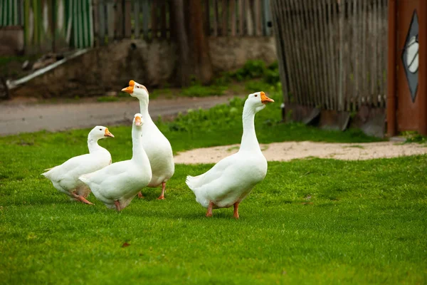 Otlaktaki Beyaz Evcil Kaz Sürüsü Meadow Daki Büyük Beyaz Kaz — Stok fotoğraf