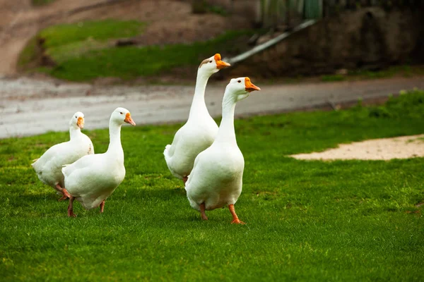 Schwarm Weißer Hausgänse Auf Der Weide Große Weiße Gans Auf — Stockfoto