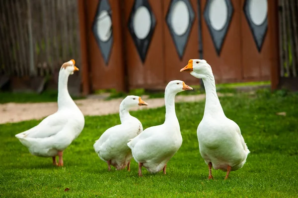 Flock White Domestic Geese Pasture Big White Goose Meadow Domestic — Stock Photo, Image