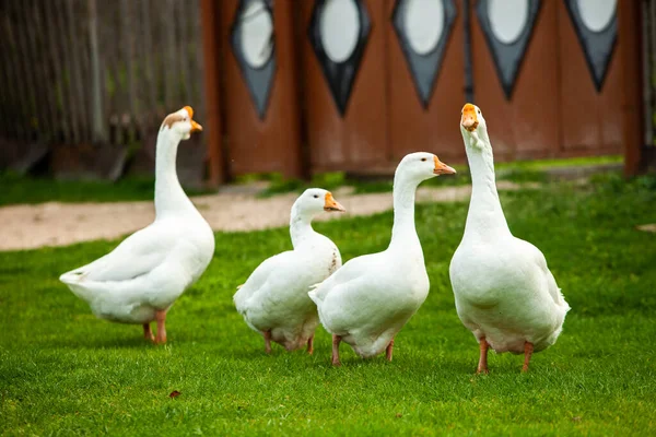 Flock White Domestic Geese Pasture Big White Goose Meadow Domestic — Stock Photo, Image