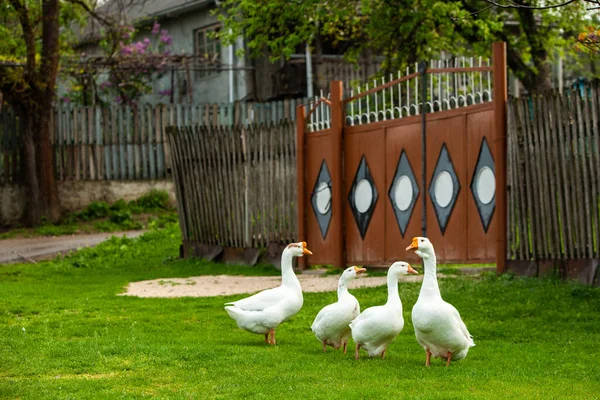 Flock White Domestic Geese Pasture Big White Goose Meadow Domestic — Stock Photo, Image