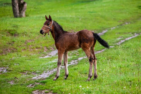 Small horse. Small horse galloping. Foal runs on green background. Small cute horse. Small baby horse laying in field