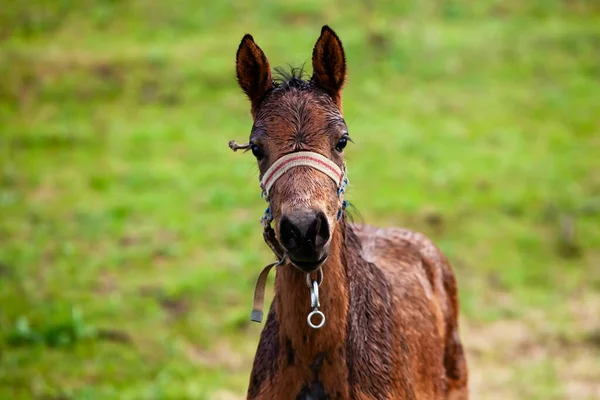 Liten Hest Liten Hest Galopperer Føll Kjører Grønn Bakgrunn Liten – stockfoto