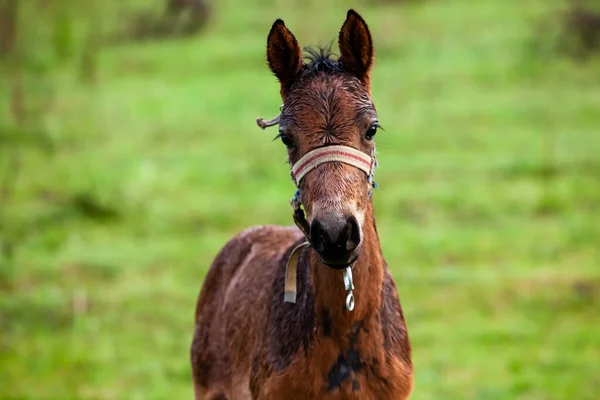 Small horse. Small horse galloping. Foal runs on green background. Small cute horse. Small baby horse laying in field