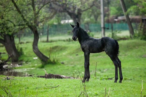 Kleines Pferd Kleines Pferd Galoppiert Fohlen Läuft Auf Grünem Hintergrund — Stockfoto