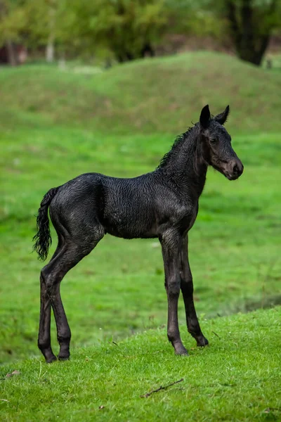 Small horse. Small horse galloping. Foal runs on green background. Small cute horse. Small baby horse laying in field