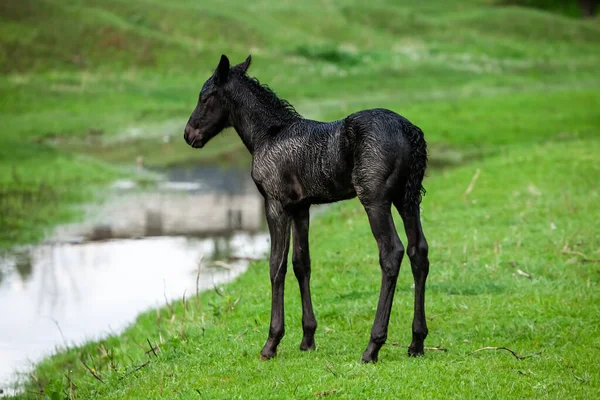 Klein Paard Kleine Paarden Galopperen Het Veulen Loopt Een Groene — Stockfoto