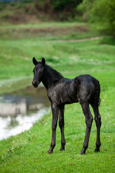 Small horse. Small horse galloping. Foal runs on green background. Small cute horse. Small baby horse laying in field