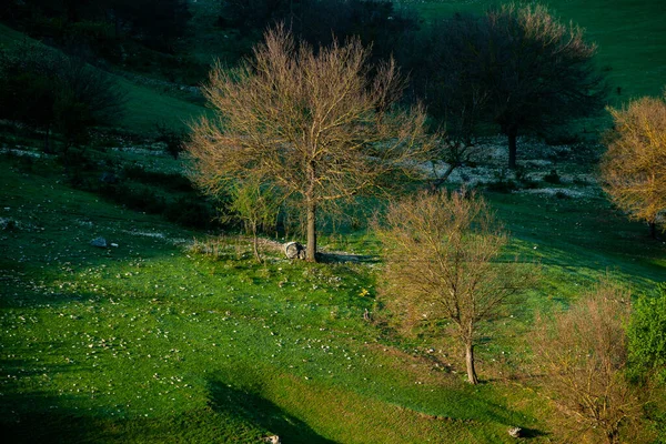 Natürliche Sommerlandschaft Moldawien Grüne Wiese Baum Und Blauer Himmel Toll — Stockfoto